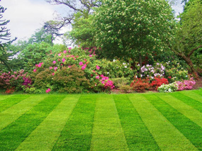 Lawn Care